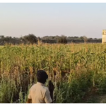 दुर्ग में भाजपा नेता के खेत में 4-5 एकड़ अफीम की अवैध खेती पकड़ी गई, पार्टी ने किया निलंबित