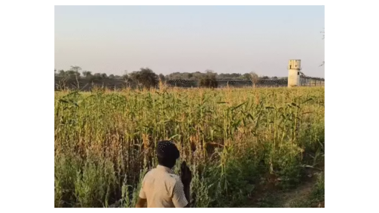 दुर्ग में भाजपा नेता के खेत में 4-5 एकड़ अफीम की अवैध खेती पकड़ी गई, पार्टी ने किया निलंबित