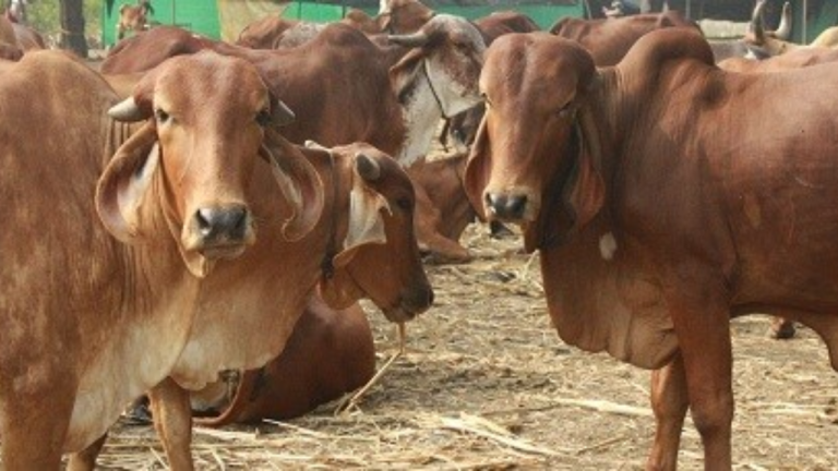 भोपाल: कमल नगर में गोवध का मामला, मांस से भरा ऑटो जब्त